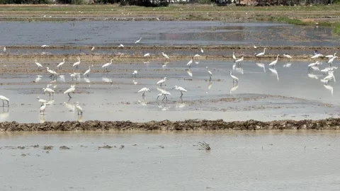 Flock of white egrets gathers on moist farmland with parallel soil lines in Stock-Footage 329828838