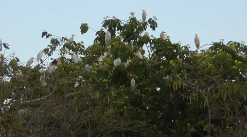 A flock of white egrets roost Stock Footage 39803181