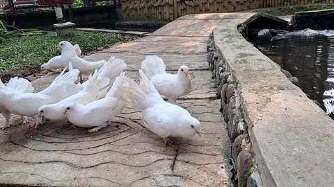 Flock of White Fan Tailed Pigeons Gathering on Pavement Stock Footage 339620571