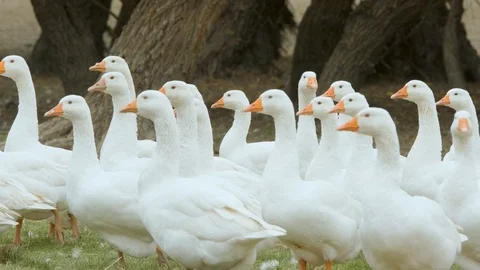Flock of white geese Stock Footage 116476117