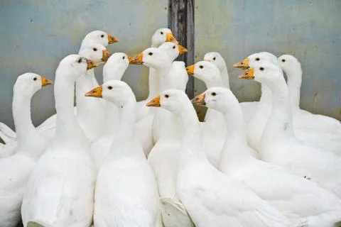 The flock of white geese Stock Photos