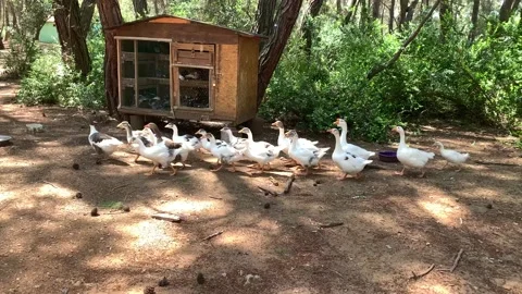 Flock of white geese walking in a forest. 4k video. Stock Footage 131473095