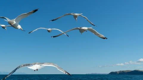 Flock of white gulls flies forward. rear view. Stock Photos