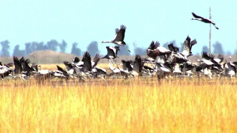 A flock of white-headed cranes 库存影片 94774342