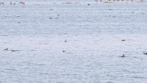 Flock of white-headed ducks (patos malvasía), swimming on waters of a wetland Stock Footage 144403328
