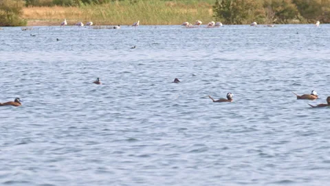 Flock of white-headed ducks. Precious wildbird rated as endangered species Stock Footage 144405126