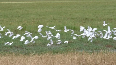 Flock of white Heron Birds Video stock 125423893