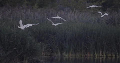 A flock of white herons in flight, 4K slomo Video stock 205272826