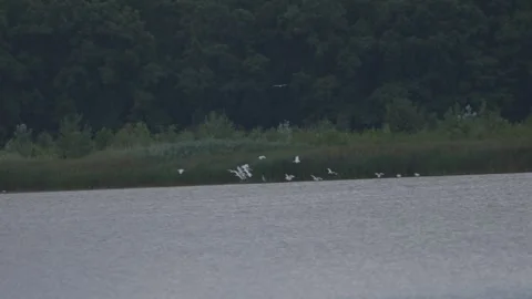 A flock of white herons on a lake Stock Footage 313081549