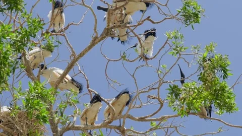 Flock of white herons perched on mangrove branches, blue sky backdrop Stock Footage 345700843