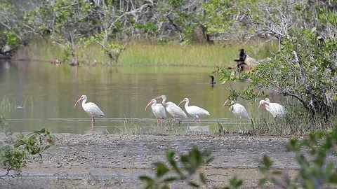 A flock of White Ibis (Eudocimus albus) standing in a swamp in Zapata, Cuba. Stockbeeldmateriaal 77191089
