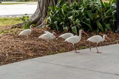 Flock of White Ibis 写真素材