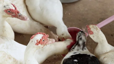 Flock of white Muscovy ducks eagerly eating food from plastic bowl on poultry fa 库存影片 342912771