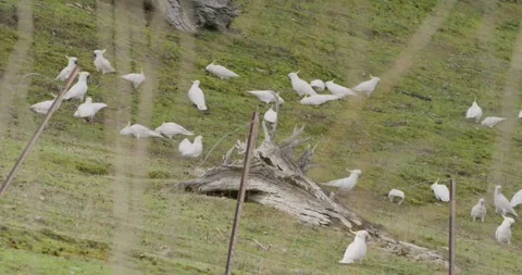 Flock Of White Parrot On Meadow, 8K Stock-Footage 332626435