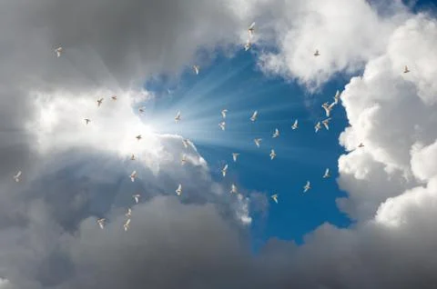 Flock of white parrots Stock Photos