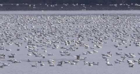 Flock of white Pekin Ducks floating on the river Stock Footage 93369077