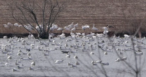 Flock of white Pekin Ducks floating on the river Stock Footage 93369138