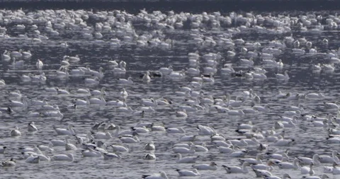 Flock of white Pekin Ducks floating on the river Stock Footage 93369252