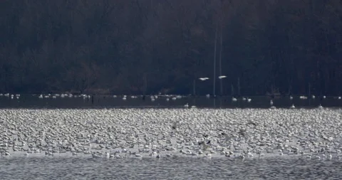 Flock of white Pekin ducks floating on the river Stock Footage 93370264