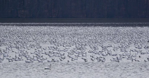 Flock of white Pekin Ducks floating on the river Stock-Footage 93371129