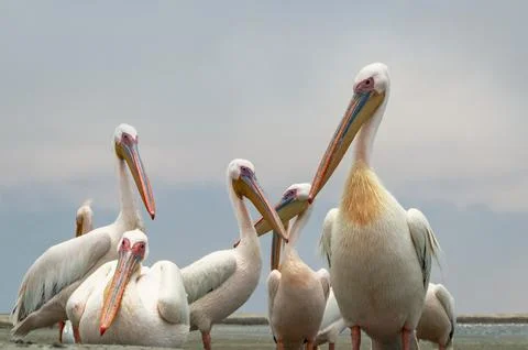 A flock of white pelicans against a dramatic sky Stock Photos