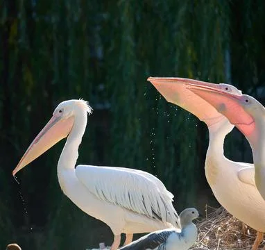 A flock of white pelicans eats fish on a pond Stock Photos