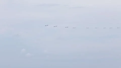 Flock of white pelicans hovering in the sky Stock Footage 144553485