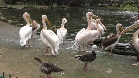 Flock of white pelicans on the lake Stock Footage