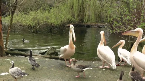 Flock of white pelicans on the lake Stock Footage