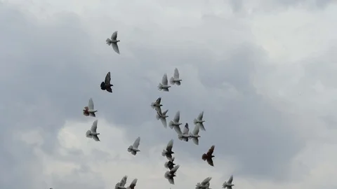 Flock of white pigeons flying in cloudy sky. Slow motion shot Stock Footage