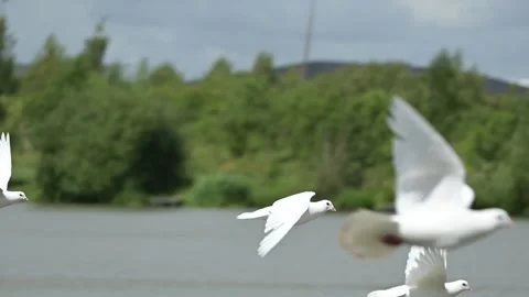 Flock of white pigeons flying over lake slow motion Stock Footage 137784293