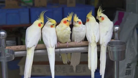 A flock of white red-faced parrots stand in rows on a wooden bar 스톡 동영상 171813893