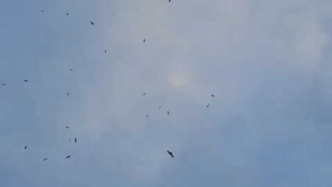 A flock of white seagulls flies over the sea in cloudy weather. Stock Footage 309240879