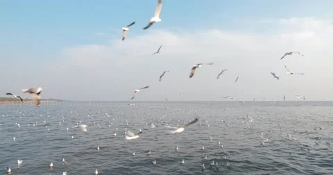 Flock of white seagulls flying over the sea Stock-Footage 149046927