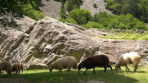 Flock of white sheep and a black sheep Stock Footage 129386550