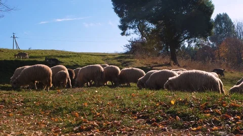 Flock of white sheep during pasture Stock Footage 124076494