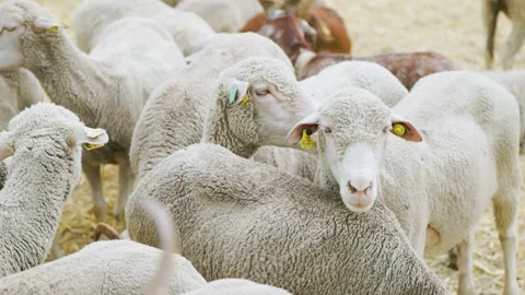 A flock of white sheep Stock Footage 241500742