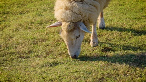 Flock of white sheep grazing green grass in farm pasture. Agriculture livestock. Stock Footage 324622976