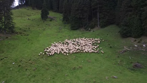 Flock of white sheep in remote hillside pasture, agricultural aerial drone shot Stock Footage 194553767