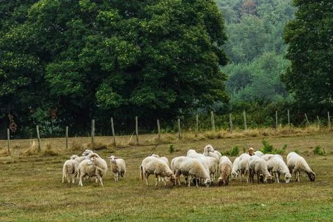 A flock of white sheep with thick wool graze in a grassy field. 스톡 사진