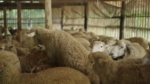 Flock of white sheep together in one pen in Northern Thailand Stock Footage 221720055