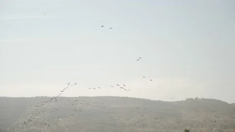 Flock of white storks fly in the blue sky in formation during migration Stock Footage 195363321