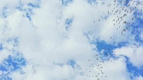 Flock of white storks flying high in the sky against a backdrop of clouds during Stock Footage 342483366