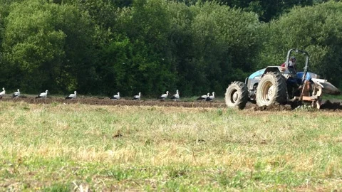 Flock of white storks Stock Footage 165607775