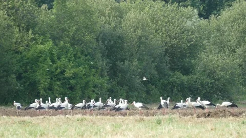 Flock of white storks Stock Footage 165607907