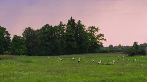 Flock of white storks on green grass in nature. Ciconia ciconia. Stock Footage 198900789
