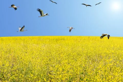Flock of white storks migrating at spring over flowering meadow Stock Photos