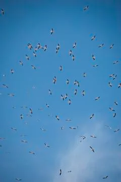 A flock of white storks in migration against a blue sky. Stock Photos