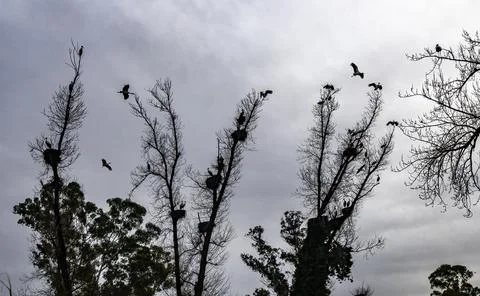 Flock of White storks Stock Photos