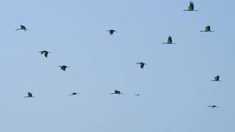 A flock of White Storks in spring migration Stock-Footage 290879764